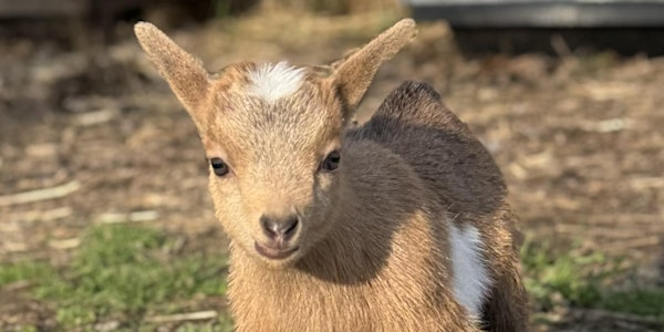 Goat Yoga Nashville- Jubilant June | Goat Yoga Nashville