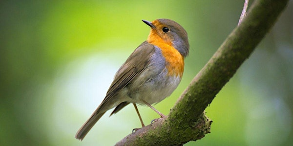 Wildlife Workshop | Lochend Park