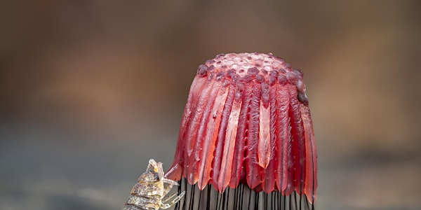 Fascinating Fungi Walk with Bucks Fungi Group - College Lake, Saturday 4 October | College Lake