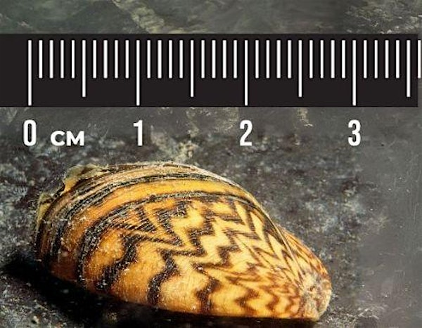 Zebra Mussels in Manitoba | Westworth United Church