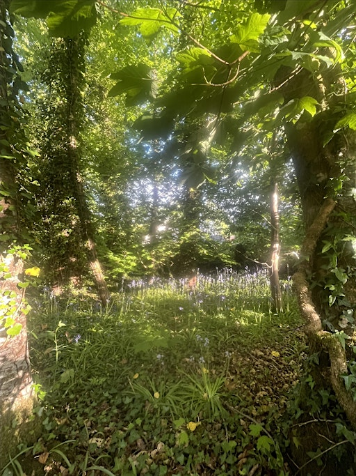Mud Haus Family Forest Group | Geirionydd lake
