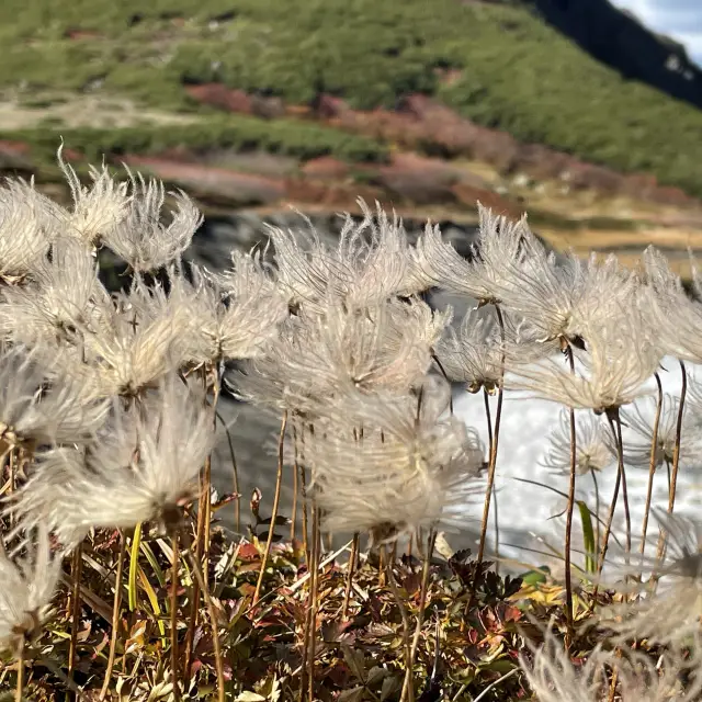 北海道　黒岳の高山植物