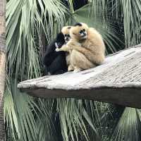 深圳野生動物園🤩深受旅客🧳歡迎