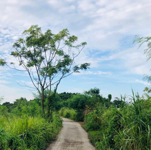 濕地冒險🔦南生圍紅樹林濕地🌳