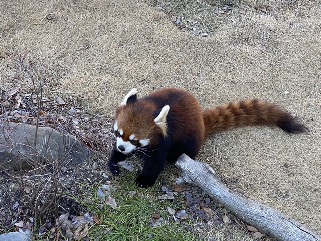 名古屋【東山動植物園】