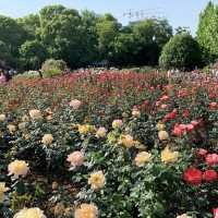Zijing Park - International Rose Garden