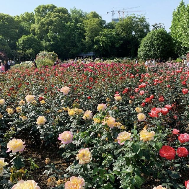 Zijing Park - International Rose Garden
