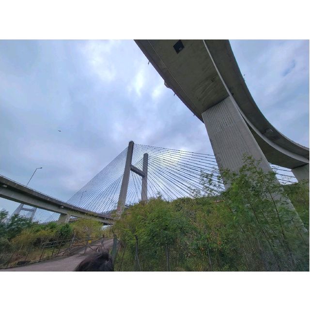 一條路線・飽覽香港三條大橋。大頭嶺