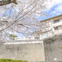 五反田公園の桜坂を歩く