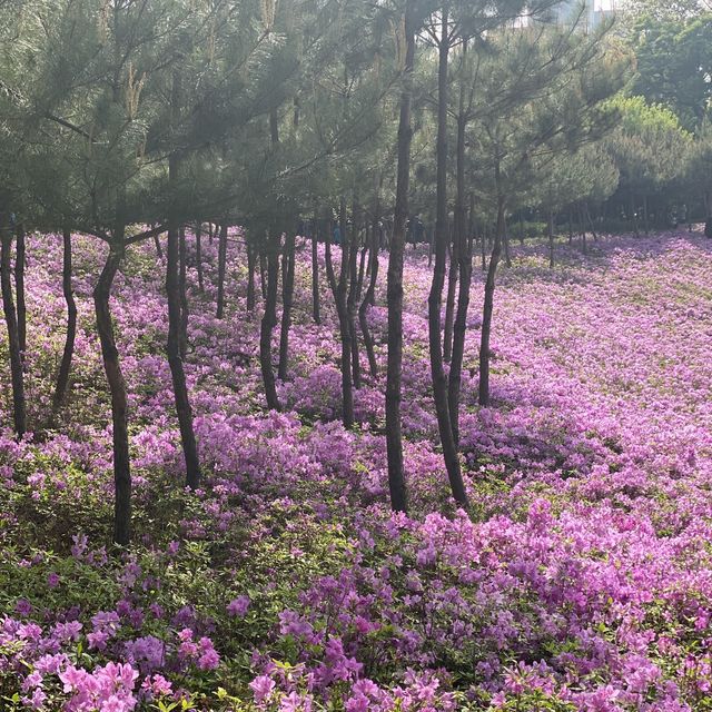 중계동 ✨불암산✨ 나비정원 꽃놀이 🌸