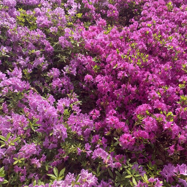 중계동 ✨불암산✨ 나비정원 꽃놀이 🌸