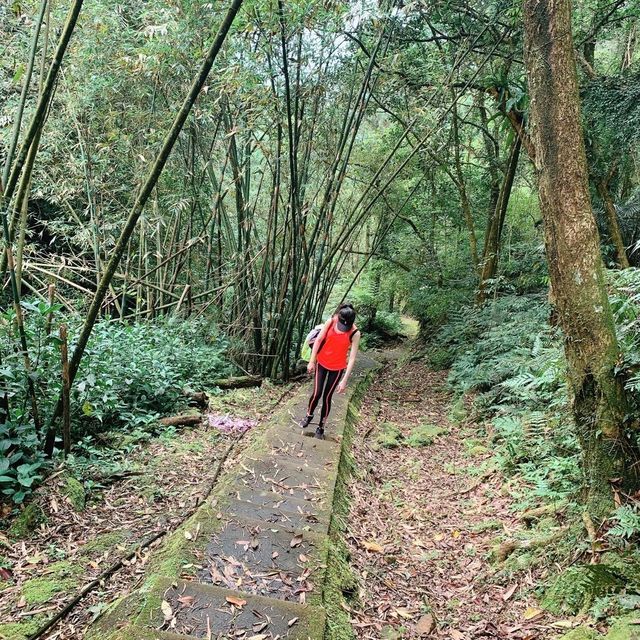 Xiaozishan Trail 孝子山步道🐾爬爬山呼吸新鮮空氣🌳新北平溪