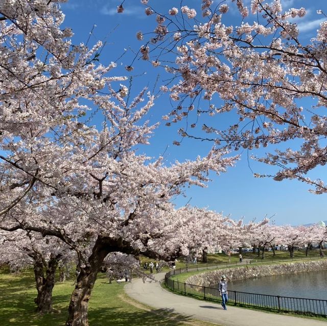 【北海道:函館】春の五稜郭公園をぶらり散策