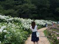 6月去東京必睇的繡球花