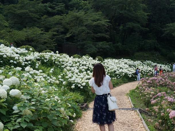6月去東京必睇的繡球花