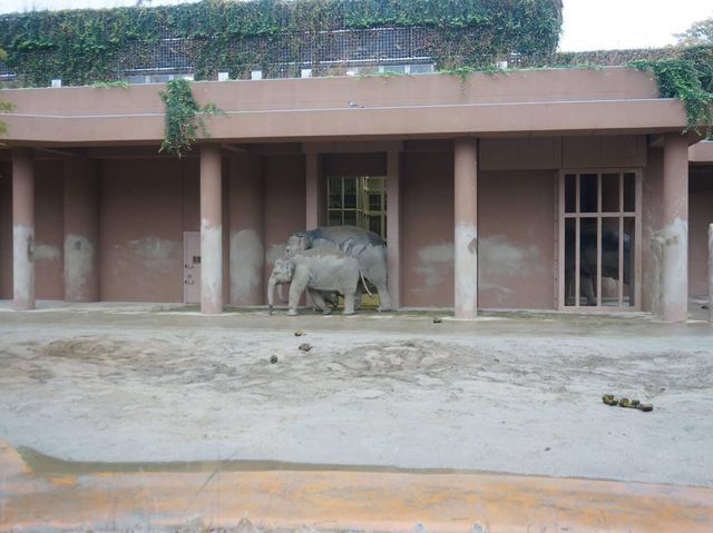 名古屋親子好去處推介《東山植物動物園》😎😎