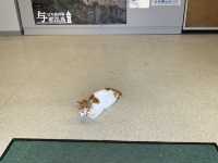 沖縄　与那国島　日本最西端の与那国島で最西端のレンタカーを、借りる❗️