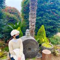 제주 서귀포 동백꽃이 만발한 카멜리아힐🌺