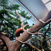 The Panda Kai Kai & Jia Jia Enclosure 