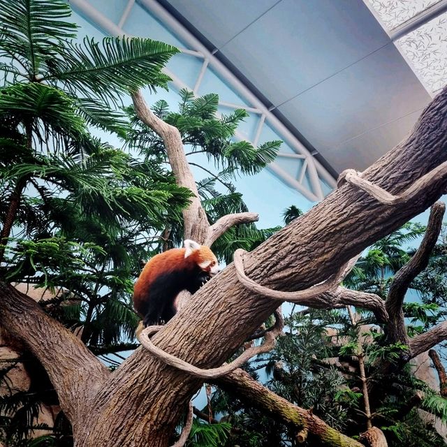 The Panda Kai Kai & Jia Jia Enclosure 
