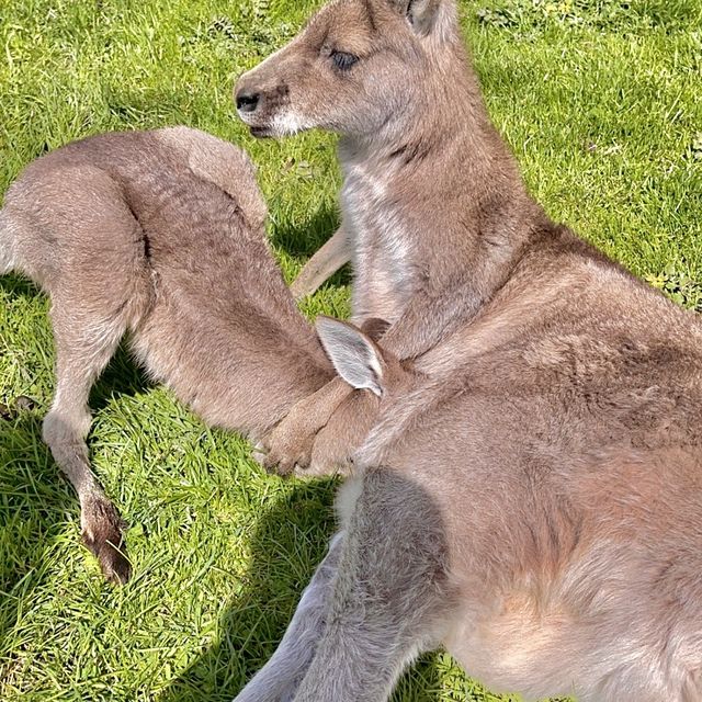 up and close with a joey!