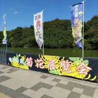 兵庫県！明石の菊花展覧会は素晴らしい