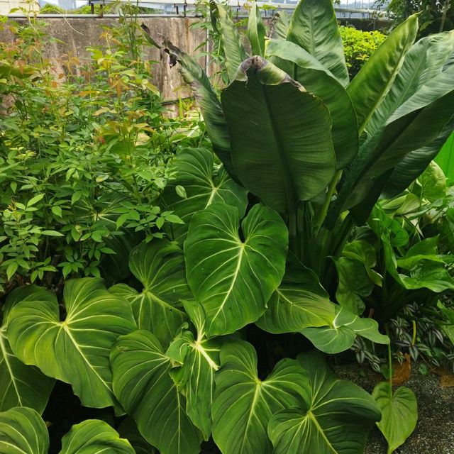 Secret Garden @ 1 Utama 🌵🌺