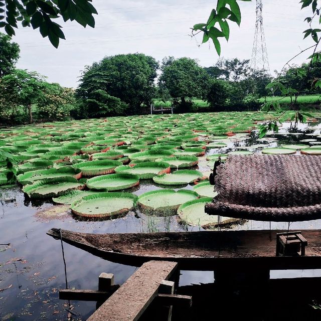 สวนบัว​กระด้ง​  เมืองสองแคว​ 