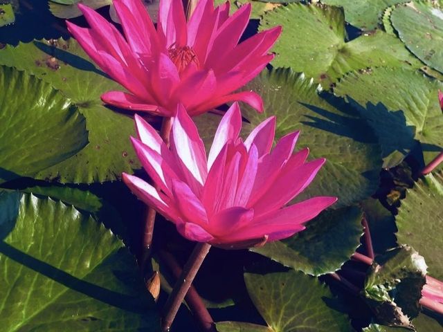 RED LOTUS SEA 