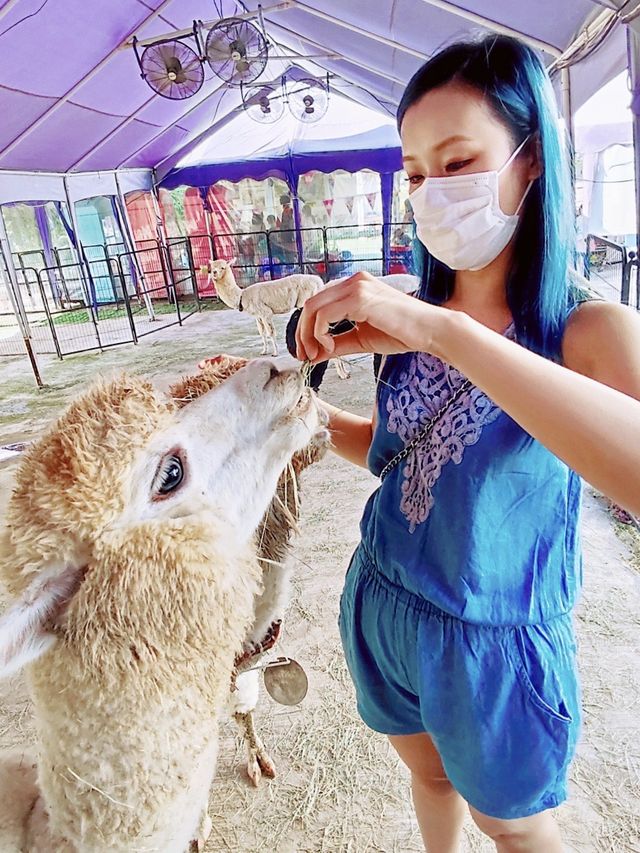 會一會羊駝🦙-🦋大埔蝶豆花園親子週末遊