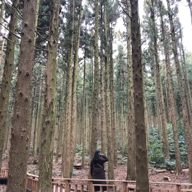 [제주도 여행] 산림욕 추천장소, 사려니숲길&비자림🌳