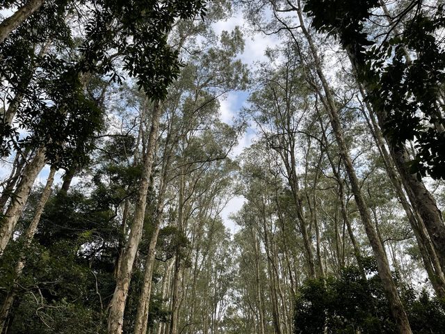 城門水塘 白千層美景