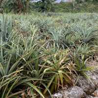 【沖縄･本島】南国の植物を楽しめる可愛い施設