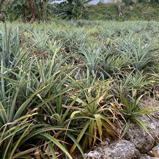 【沖縄･本島】南国の植物を楽しめる可愛い施設