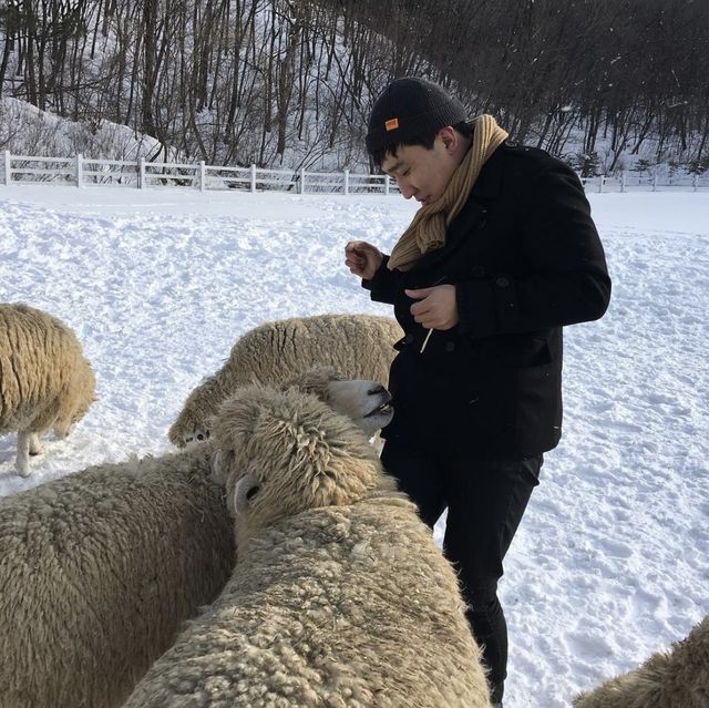 한국의 겨울왕국, 대관령 양떼목장 