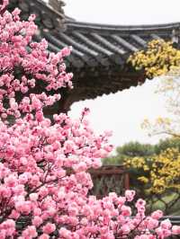 한옥과 꽃을 조화는 사랑이죠❣️