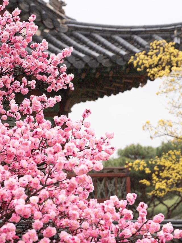한옥과 꽃을 조화는 사랑이죠❣️