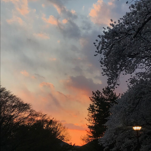 경주의 봄, 벚꽃 