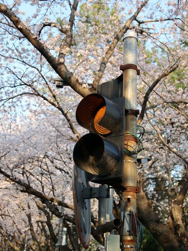 부산 벚꽃명소 추천, 해운대 달맞이공원