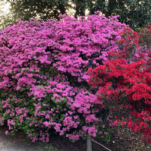 ふじの花物語　あしかがフラワーパーク大藤まつり　昼の部💕