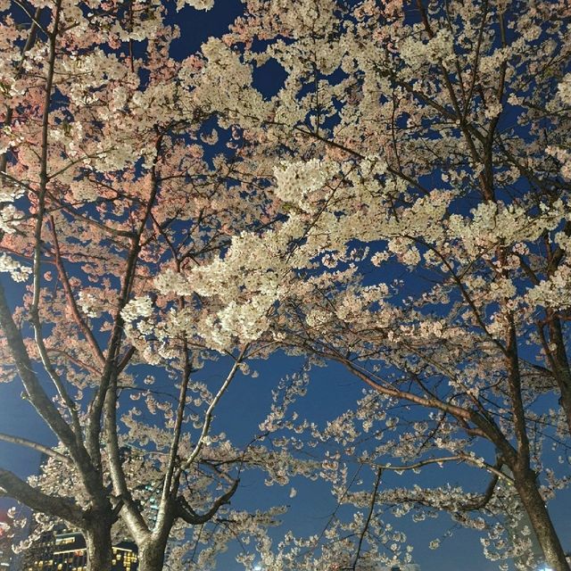 벚꽃명소는 석촌호수 !!