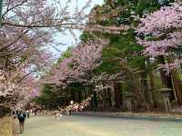 札幌　SAKURA 桜めぐり❗️北海道神宮の桜＆梅に感動❗️