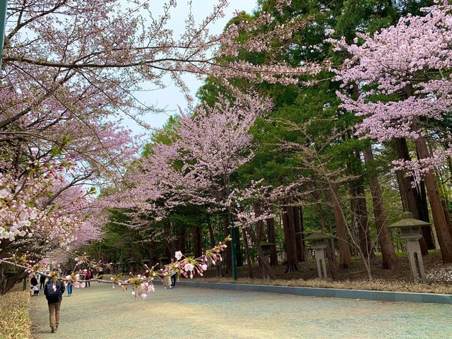 札幌　SAKURA 桜めぐり❗️北海道神宮の桜＆梅に感動❗️