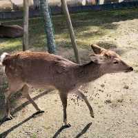 Up Close with Deer at Nara Park