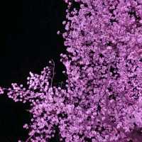 Cherry Blossoms at Bomun  Lake