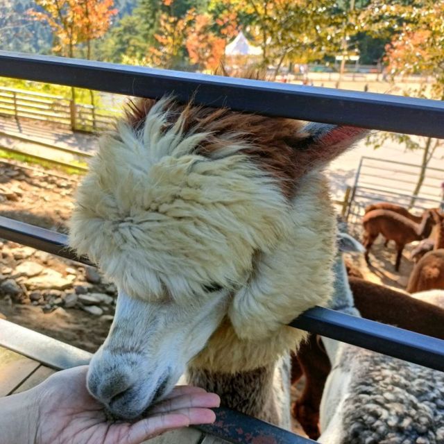 Day trip to Alpaca World