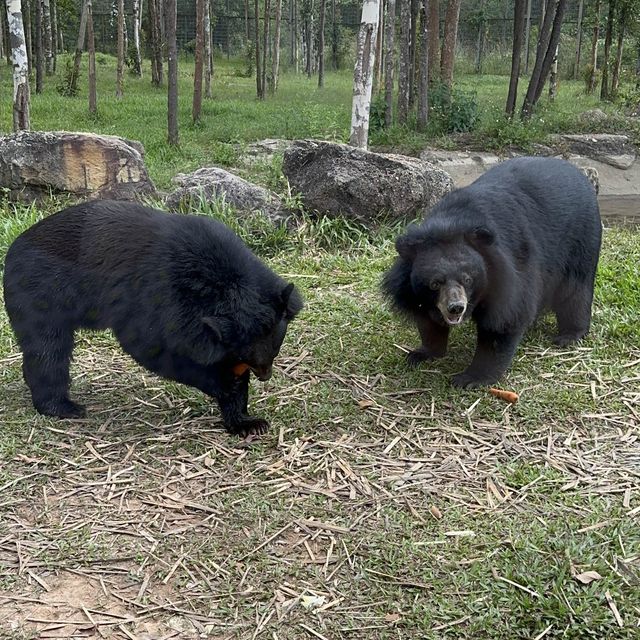 Vinpearl Safari World Phu Quoc