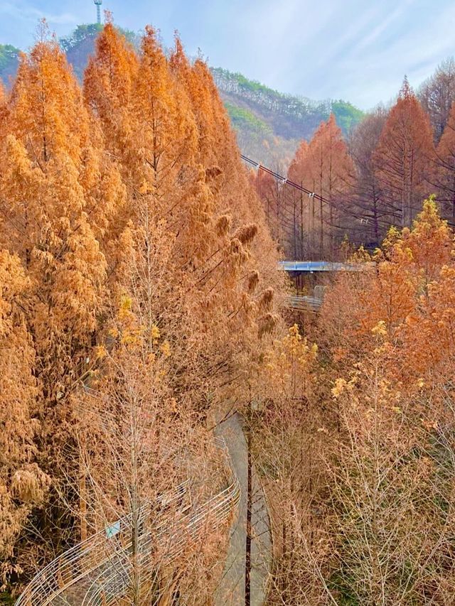 대전 단풍명소로 유명한 장태산🍁