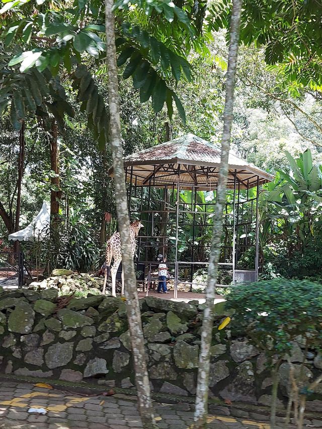 Malacca Zoo 🦒✨
