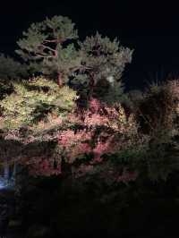 京都親子遊｜朱雀之庭賞夜楓